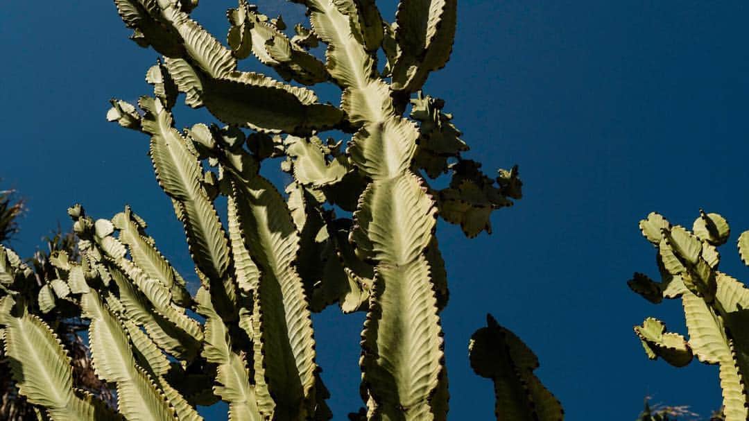 Colony 2139のインスタグラム：「Baja cacti.  #colony2139 #bajacalifornia #weekendtrips」
