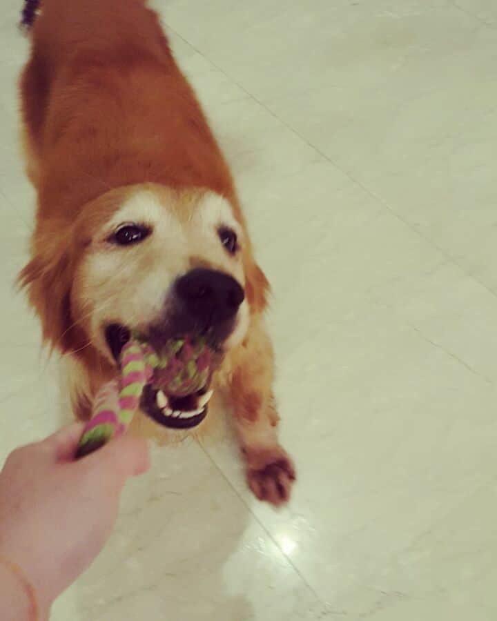 cosmothedogのインスタグラム：「Playtime. Wanna join?  #rope」