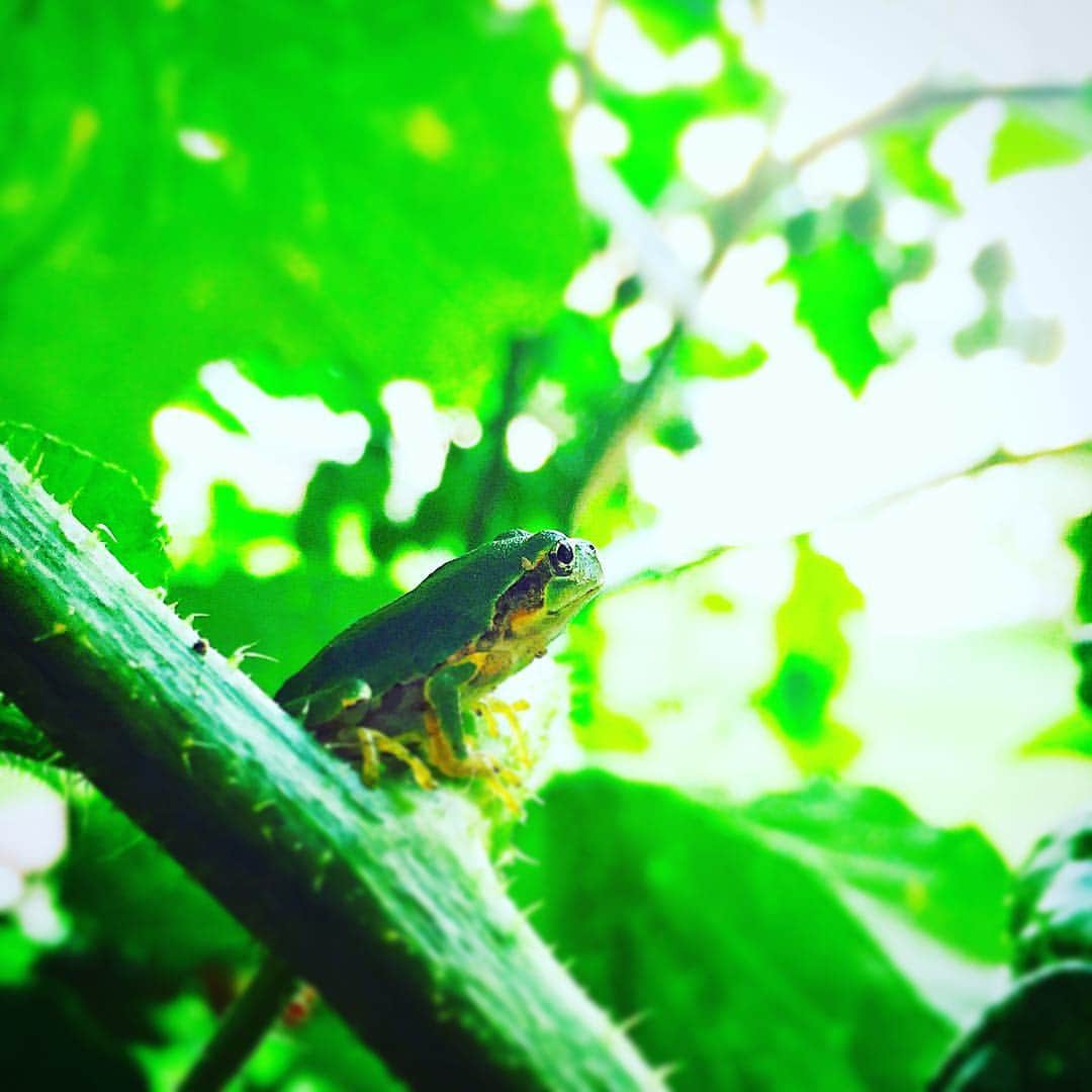 takayuki oheさんのインスタグラム写真 - (takayuki oheInstagram)「黄昏カエル🐸 #nature #frog」7月1日 1時14分 - takayuki.ohe
