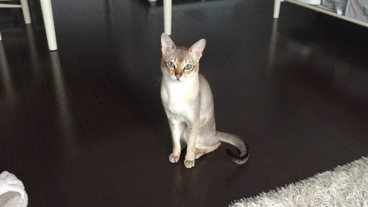 モルト♡Malt(Singapuracat)のインスタグラム：「おはよー⁽⁽ଘ( ˊᵕˋ )ଓ⁾⁾☀️ * #猫#ネコ#ねこ#ねこ部#ふわもこ部#シンガプーラ#cat#cats#singapura#catstagram#meow#kitty#lovecat#ilovemycat#catlover#ilovecats#instacat#catsofinstagram#petstagram#bestmeow#instagramcats#bestcats_oftheworld」