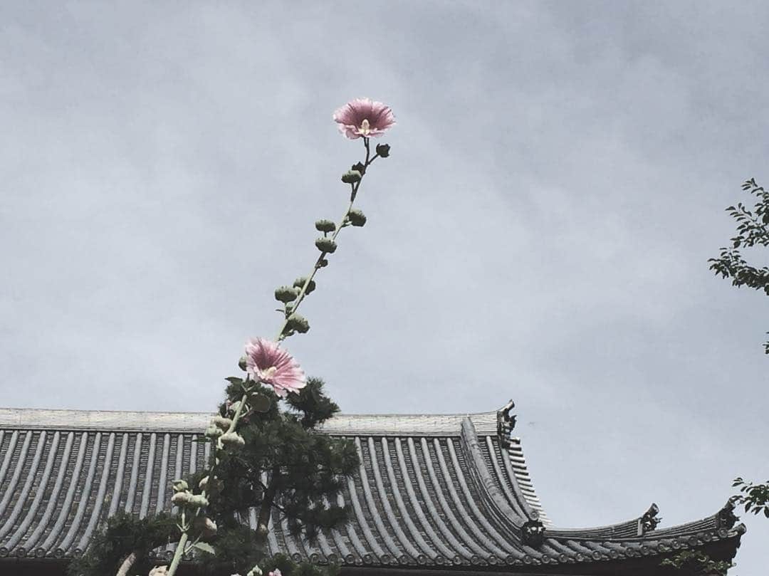 わちみなみさんのインスタグラム写真 - (わちみなみInstagram)「#上野公園 #上野 #お花」7月2日 14時41分 - wacchime