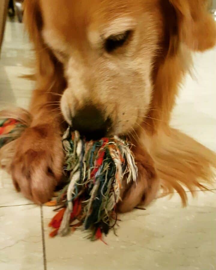 cosmothedogのインスタグラム：「Busy at work #dnd」