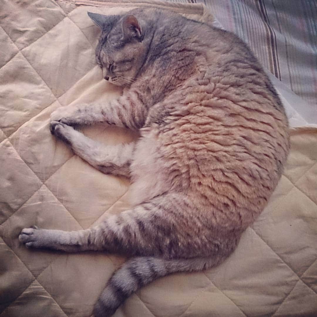 幸宮チノのインスタグラム：「毛割れがすごいね　ばあちゃん猫」