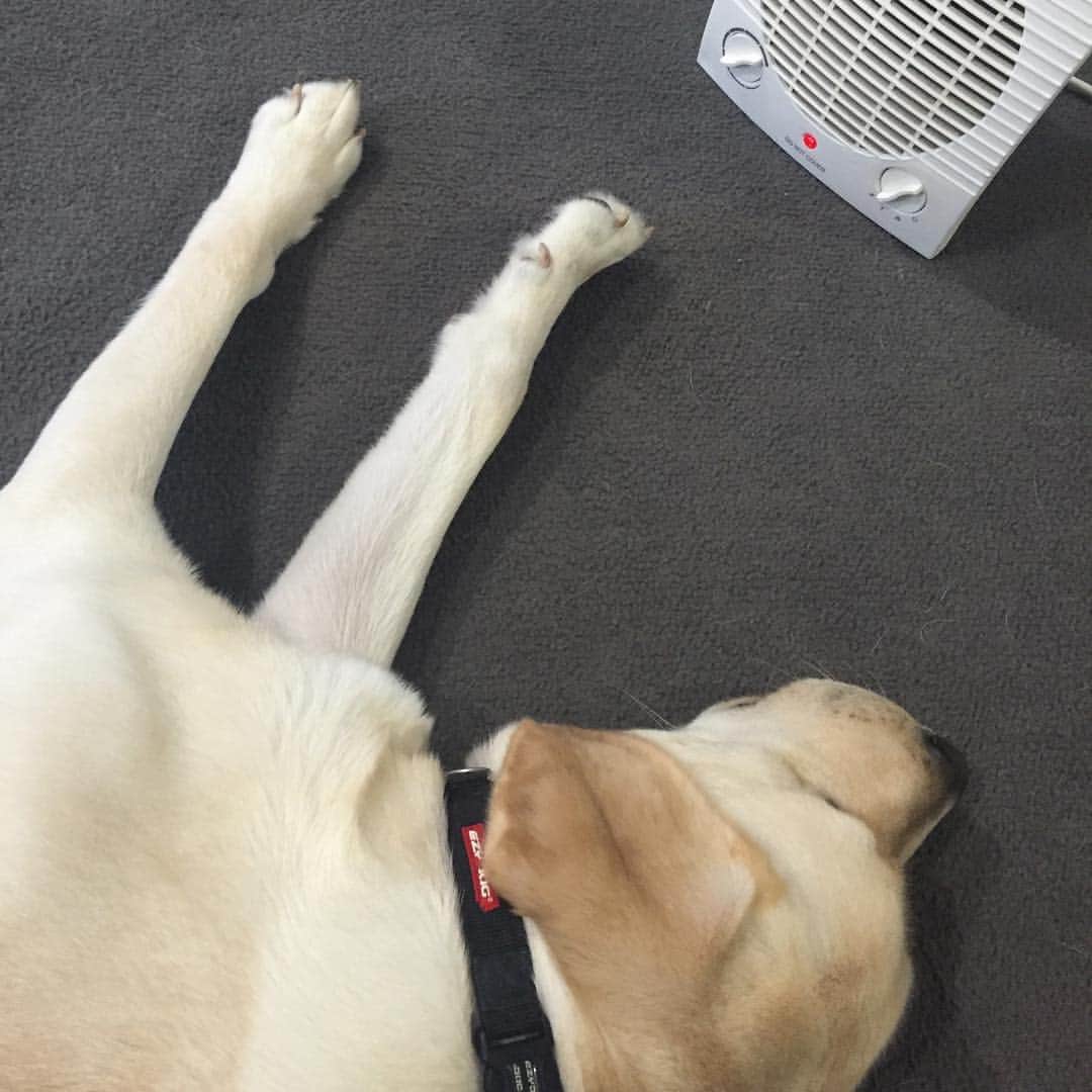 のインスタグラム：「I hope everyone is keeping warm this winter!  #EnglishLabrador #LabradorRetriever #labrador #labradorable #labradorlife #labradorlover #labradorpuppy #itsalabthing #ilovemylab #justlabradors #TalesOfALab #yellowlaboftheday #yellowlabrador #yellowlab #worldofmylab #worldoflabs #dogsofinstagram #keepwarm #petstagram #labradorsofinstagram #hungryforattention #dogsofinstagram #TopDogPhoto #labradoroftheday」