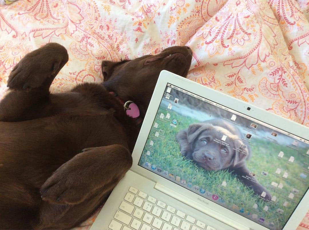 Mollyのインスタグラム：「Helping Mom 😜🐾🐶 #labrador_class #lovemylab #chocolatelaboftheday #chocolatelabrador #lazydays #fab_labs_ #instalab #justlabradors #snoozing #instalabrador」