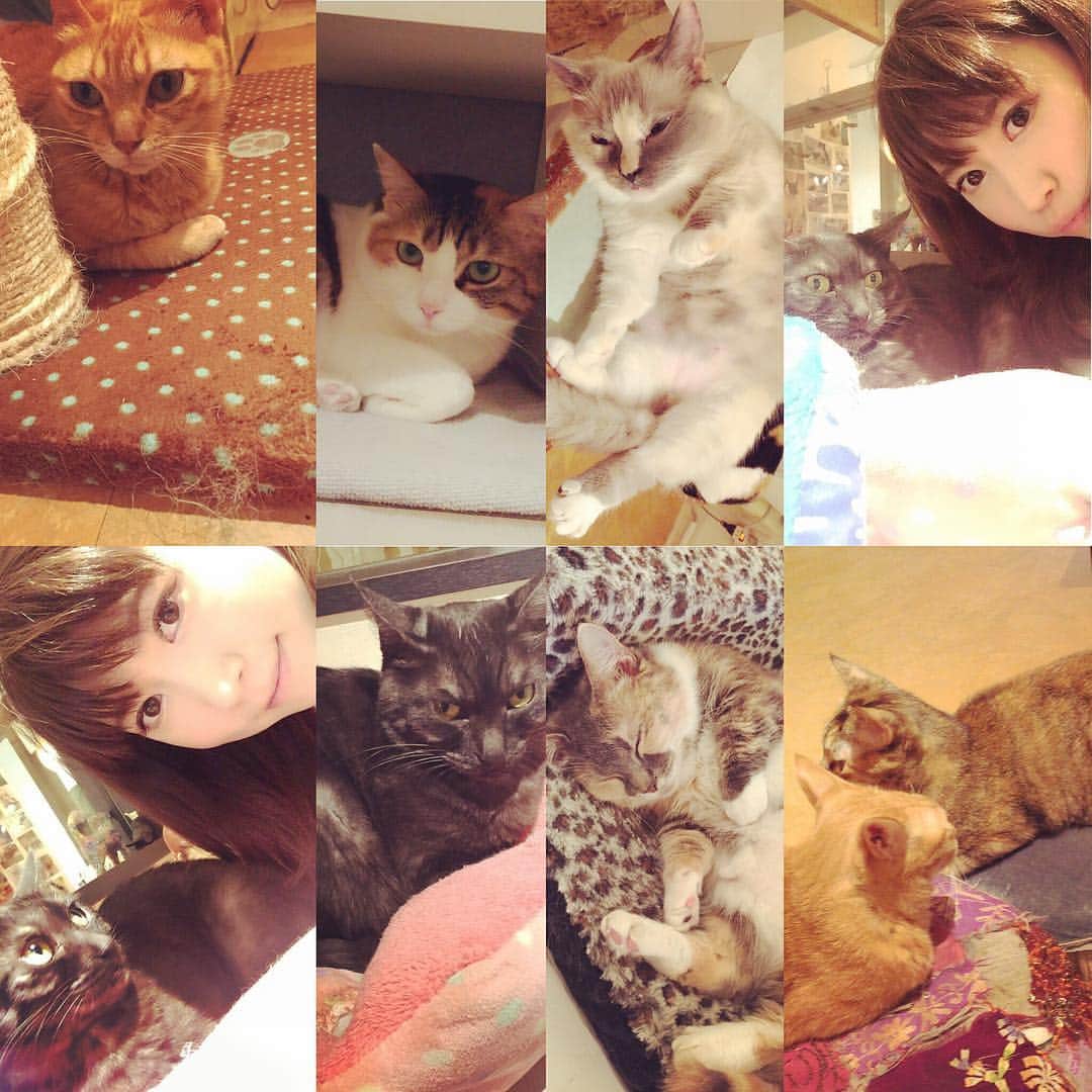 伊沢千夏さんのインスタグラム写真 - (伊沢千夏Instagram)「今日は猫カフェへ(*ฅ́˘ฅ̀*)♡︎」7月5日 20時19分 - izawachinatsu