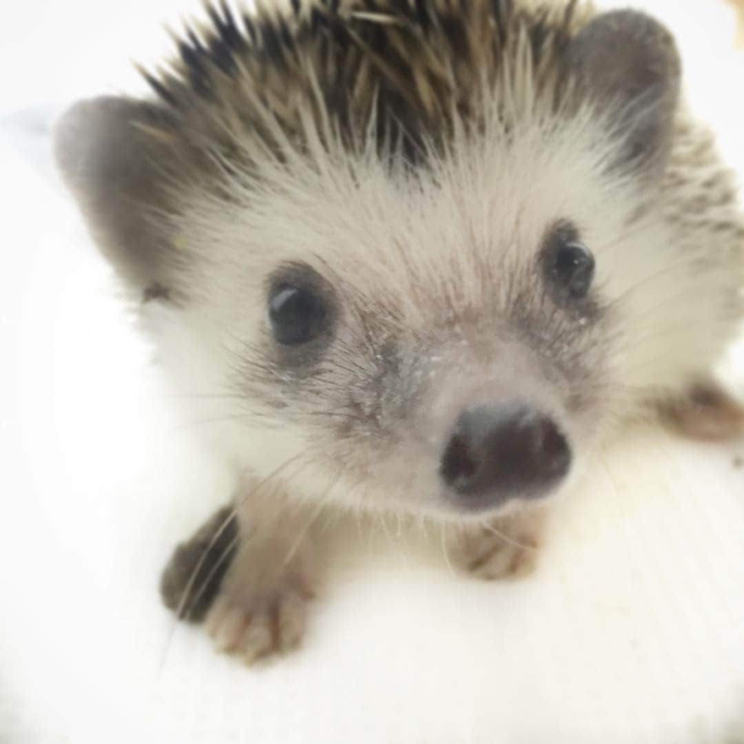 Oliver's Journeyさんのインスタグラム写真 - (Oliver's JourneyInstagram)「#hedgehog まだまだ慣れてくれません」7月6日 9時18分 - oliver_sukiyaki