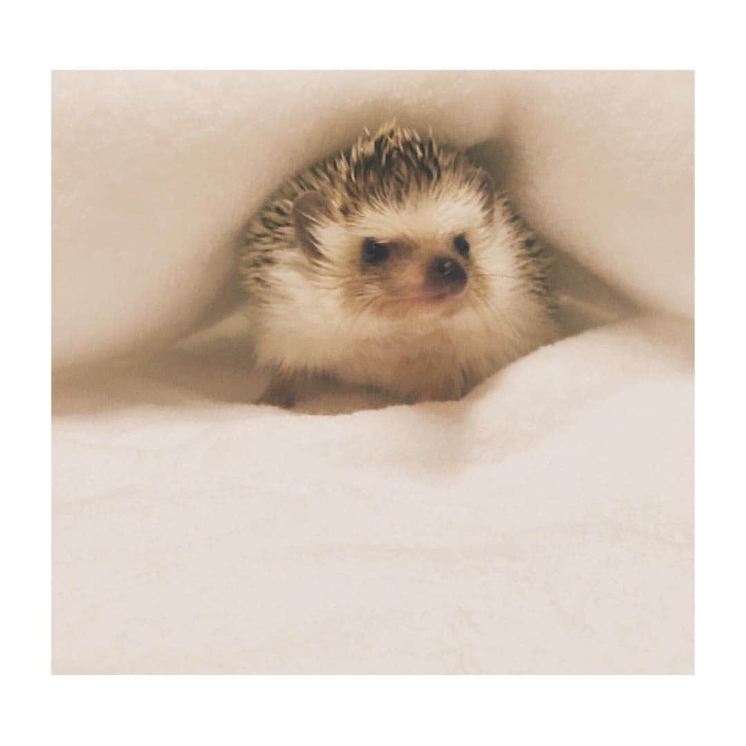 はりやま けんいちのインスタグラム：「アリスの不思議な国から出てきた感あるな、お前。  #kawaii #ハリネズミカフェ #hedgehog #hedgehogsofinstagram #きょうけん#ハリネズミ #ヨツユビハリネズミ」