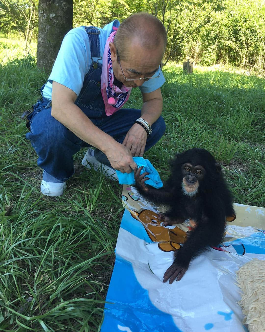 志村けんさんのインスタグラム写真 - (志村けんInstagram)「志村動物園、熊本へプリンちゃんに会いに行って来ました！！ 1か月ぶりのプリンちゃんは大きくなっていなした。。 そして、まだまだ熊本は不自由な暮らしをしている方々がいらっしゃる事を実感し東京に戻って来ました。。 早く1日でも、皆さんに笑顔が戻りますよう思っております。。 熊本好きです❤️ #プリンちゃん #志村動物園 #カドリードミニオン #熊本 #頑張れ #チンパンジー #志村けん #バカ殿 #へんなおじさん #夏 #晴れ」7月6日 22時48分 - ken_shimura_bakatono67