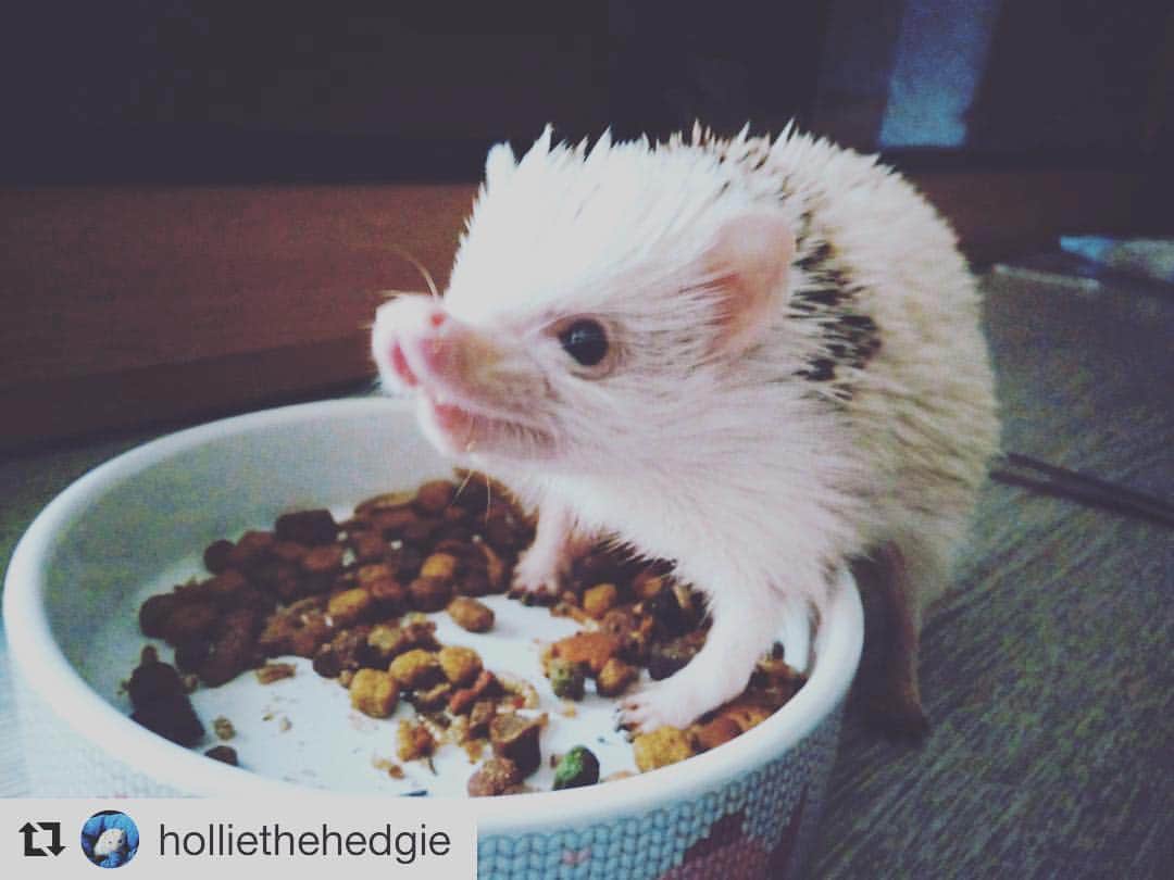 はりやま けんいちのインスタグラム：「#Repost @holliethehedgie with @repostapp  なんかモグラよりブタに近い種類なのかなぁ、とおもうた。ブタももちろんすき。 ・・・ Blurry hoggins pt. 3 🌾 #hedgehog #pygmyhedgehog #africanpygmyhedgehog #exotic #exoticpet #petsofinstagram #pet #instapets #iloveyou #adorable #love #kawaii #cute #filmphotography #filmisnotdead #35mmfilmphotography #35mm #film #ハリネズミ#igel #riccio #beautiful #hedgie #instahedgie #instahedgies #instahedgehog #hedgehogsofinstagram #hedgehoglove」