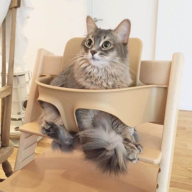 Stokke Japanのインスタグラム