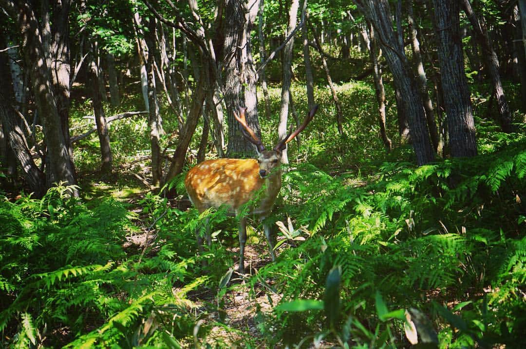 笛木優子のインスタグラム：「鹿ちゃん🌳」