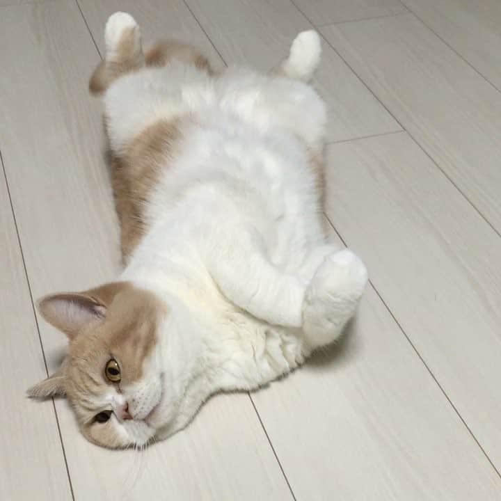 小雪のインスタグラム