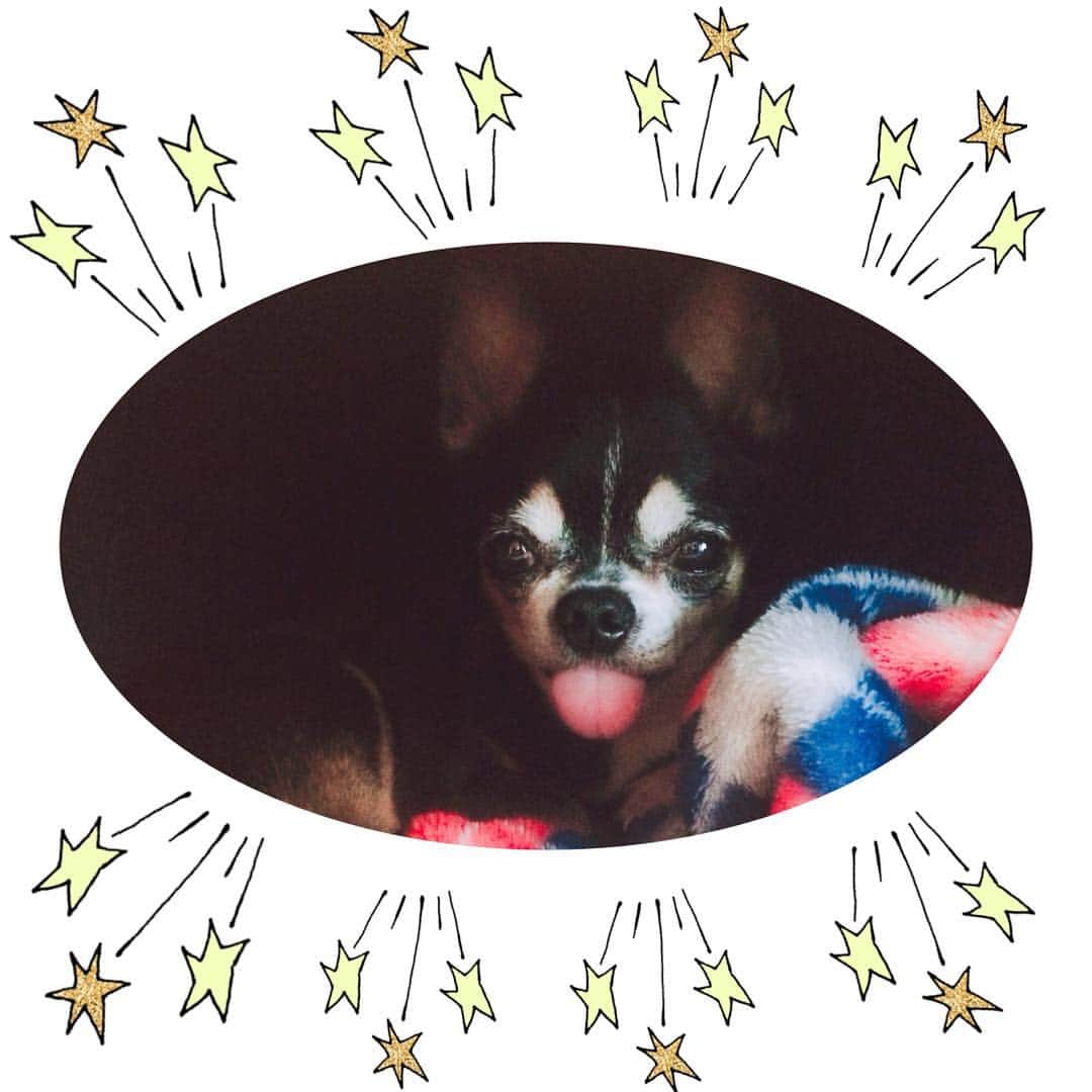 平山あやさんのインスタグラム写真 - (平山あやInstagram)「ベロが出すぎだよー👅  なんて可愛いのでしょうか❤︎ #犬#チワワ #愛犬 #dog #chihuahua  #名前 #ちゃまめ #眠い #起こしてごめんね #love#happy#cute#10歳」7月9日 10時53分 - aya_hirayama