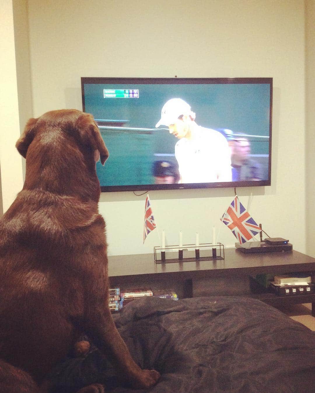 Mollyのインスタグラム：「Come on Andy Murray 🎾 #instalabrador #justlabradors #chocolatelaboftheday #chocolatelabrador #andymurray #wimbledon2016 #lovetennis #fab_labs_ #Happy19thToby #TobyTheLabLegend #TalesOfAToby #workdoflabs #retrieversgram #laboftheday #tennis #aussieorbritish」