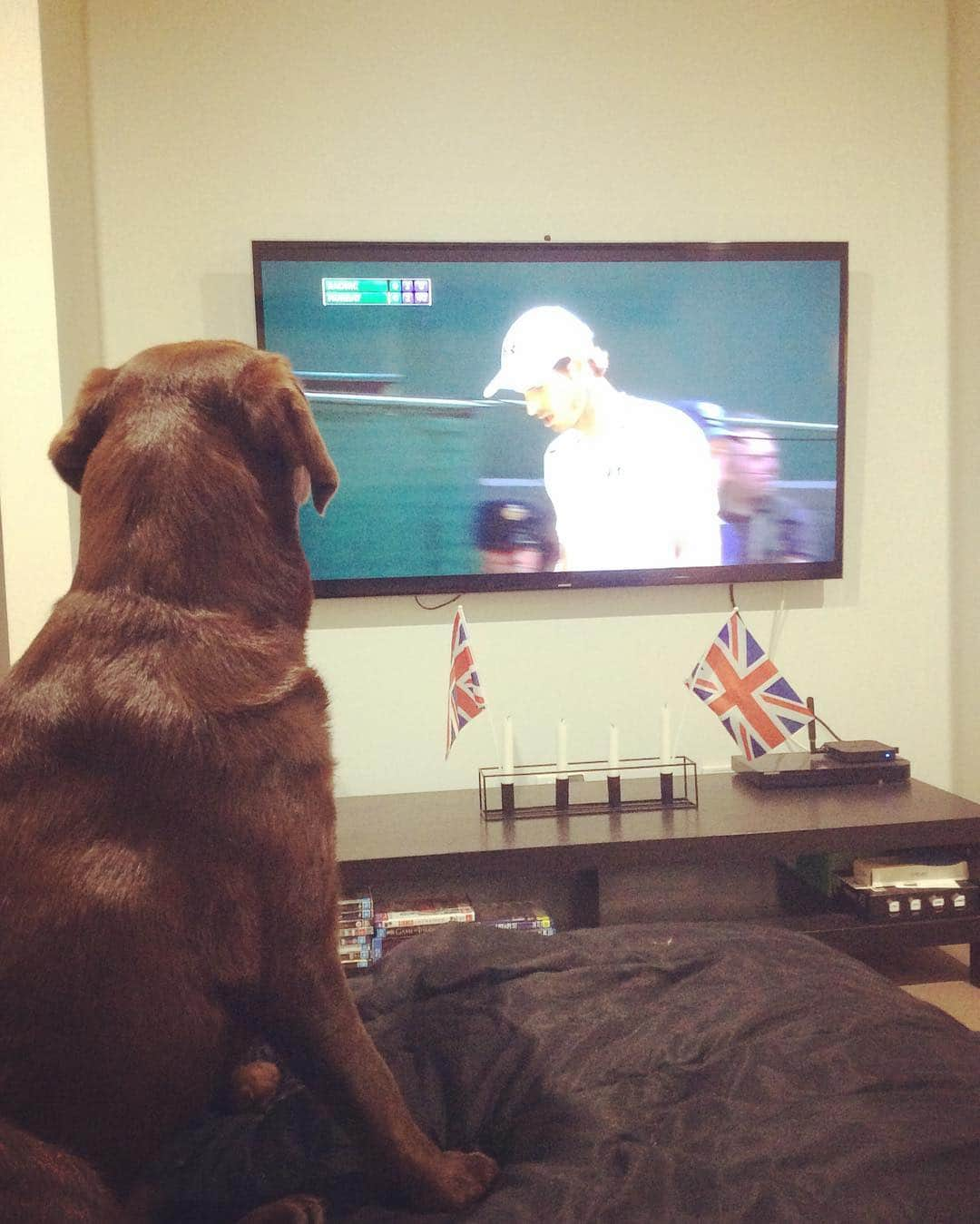 Mollyさんのインスタグラム写真 - (MollyInstagram)「Come on Andy Murray 🎾 #instalabrador #justlabradors #chocolatelaboftheday #chocolatelabrador #andymurray #wimbledon2016 #lovetennis #fab_labs_ #Happy19thToby #TobyTheLabLegend #TalesOfAToby #workdoflabs #retrieversgram #laboftheday #tennis #aussieorbritish」7月10日 22時48分 - chocolatelabmolly