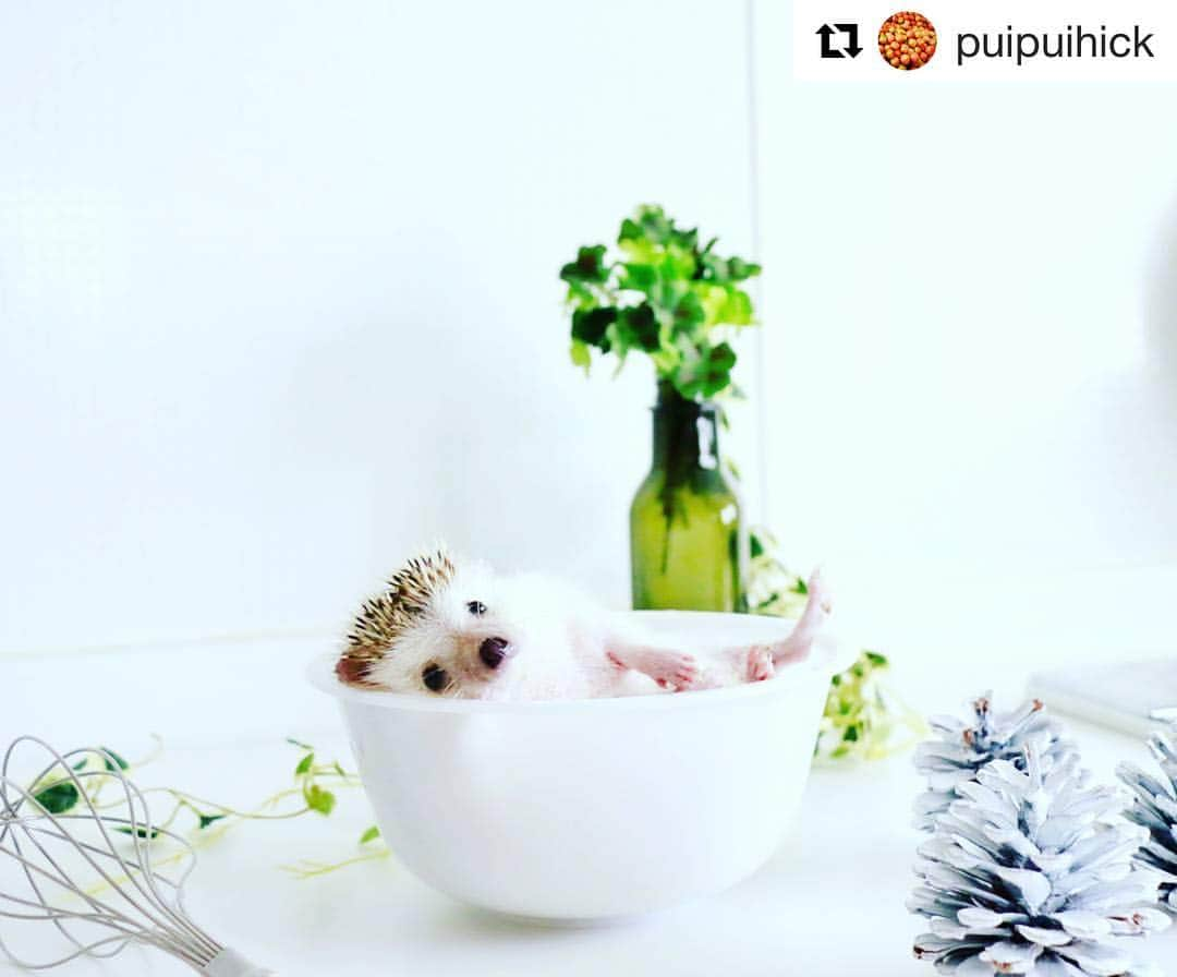 はりやま けんいちさんのインスタグラム写真 - (はりやま けんいちInstagram)「#Repost @puipuihick with @repostapp ・・・ 😁  清潔感があって素敵なしゃしん！目玉おやじ的なコンセプトかな？ 絶対違うと思うけど。  #はりねずみ 　#ハリネズミ　#hedgehog 　#ぷいぷい　#ふわもこ部」7月13日 14時43分 - hariyamakenichi