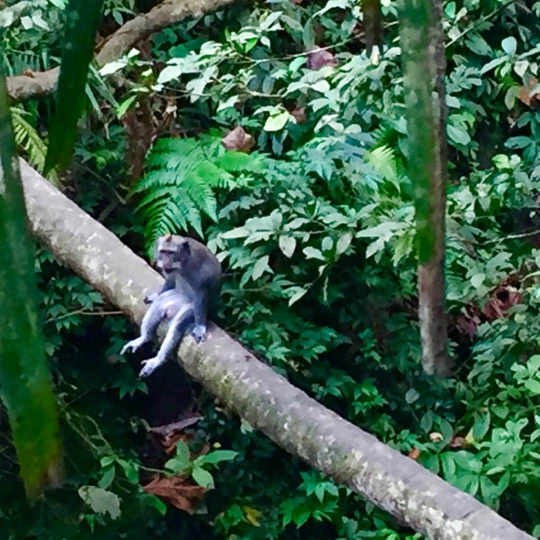 マックスウェル英会話のインスタグラム：「#Bali #monkyforest #バリ #モンキーフォレスト」