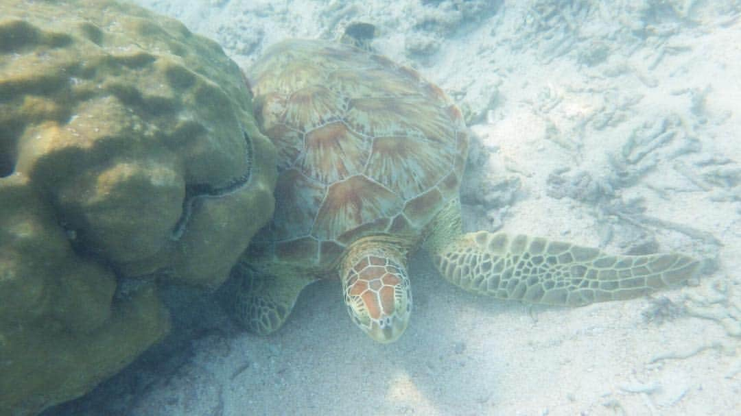 塩尻奈都子のインスタグラム：「海ガメに会えた◡̈◡̈◡̈♥︎ #宮古島」