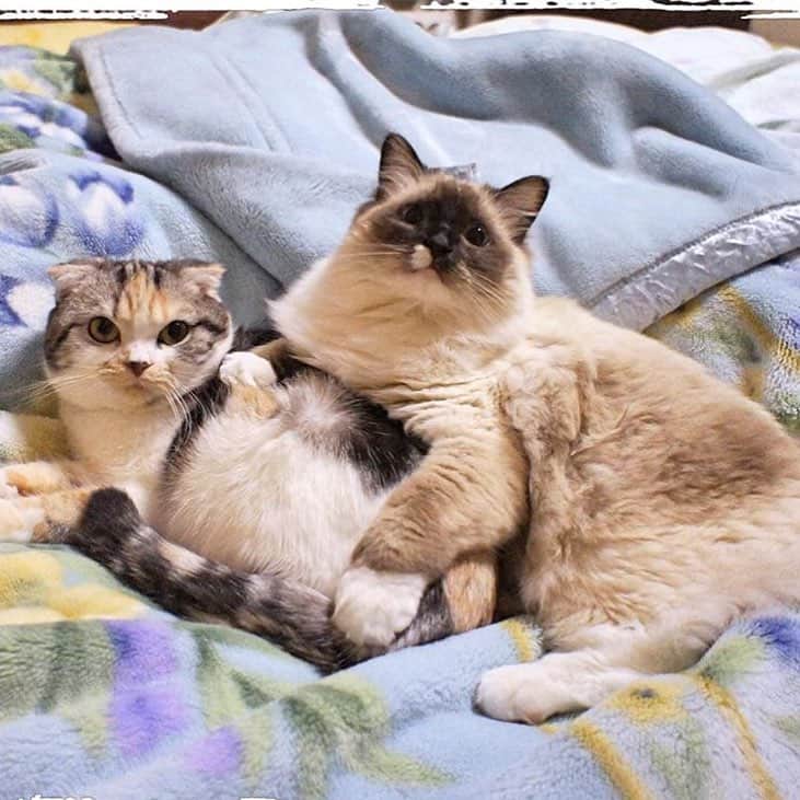 CeCi Thailandさんのインスタグラム写真 - (CeCi ThailandInstagram)「วันนี้คือวันแมวโลก! 😻😻😻 happy national cat day!!! 📷 : @takegaeru follow them ❤️ #girldailydotcom #cat #nationalcatday」8月8日 19時34分 - cecithailand