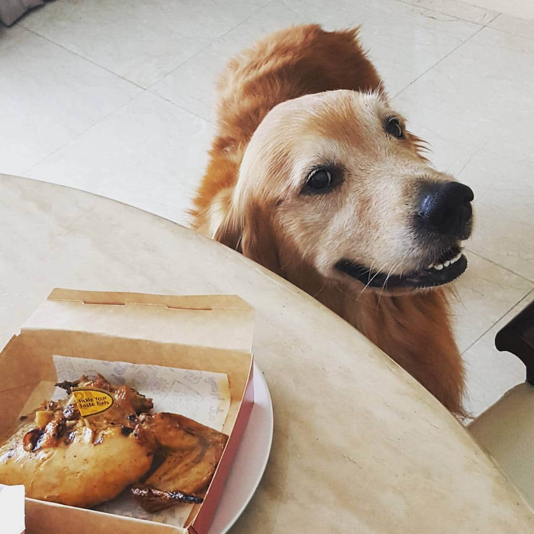 cosmothedogさんのインスタグラム写真 - (cosmothedogInstagram)「Once stole a drumstick off the table when the human thought I was just casually walking around.  Let me try it again..」8月8日 19時42分 - cosmothedog