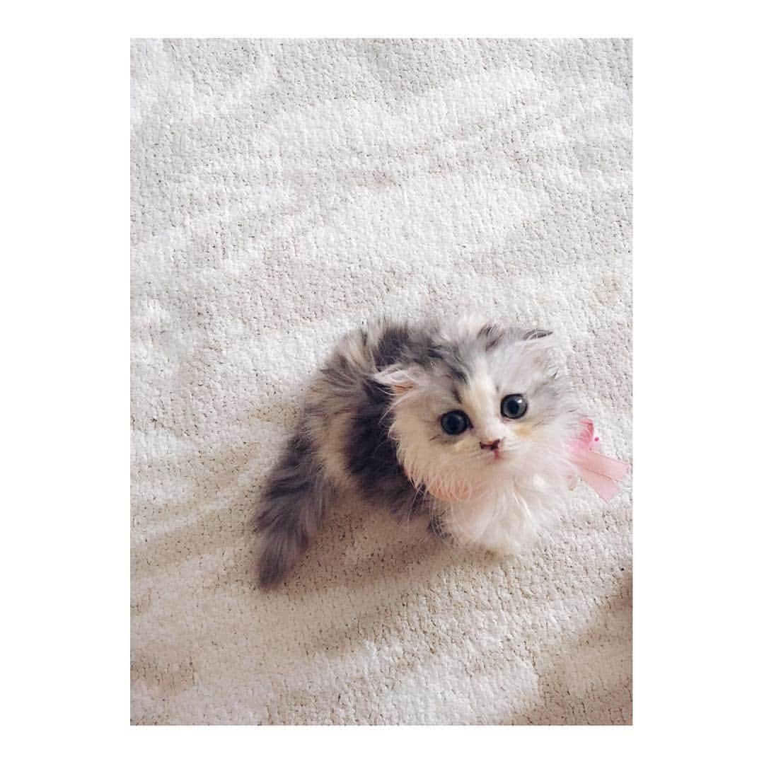 けむしちゃんさんのインスタグラム写真 - (けむしちゃんInstagram)「👀💕 #catstagram#meow#scottishfold#ilovecats」8月9日 12時00分 - kemushichan22