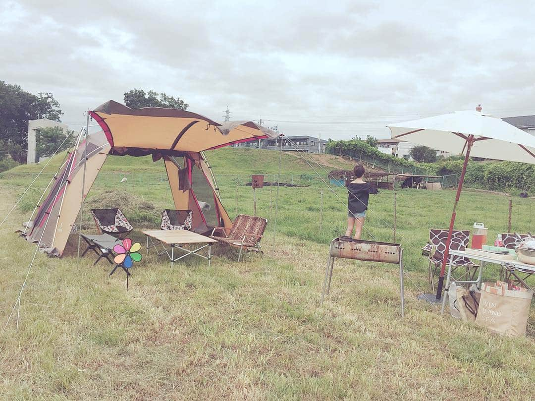 市井紗耶香さんのインスタグラム写真 - (市井紗耶香Instagram)「放牧エリアにテントを張ってBBQ✨ 🐮さんたちは子どもたちと高台までお散歩中〜  普段飲んでいるホルスタインの牛乳と ジャージーを混ぜ合わせた牛乳の飲み比べや、国産豚の雌、アメリカ産豚の雌、 そして普段市場に出回らない国産豚の雄の 食べ比べなど 磯沼ミルクファームの磯沼代表と ホープフルピッグ代表 高橋さんと 我が家で楽しい1日を過ごしました。  ホープフルピッグの有難豚（ありがとん） は宮城出身の養豚家、高橋さんが 東京で豚を育てているプロジェクトを 立ち上げました。 2011年の東日本大震災で津波被災した 宮城の農場で生き残った有難豚の子孫です。 震災で生き延びた母豚はこの6年で 1頭あたり100頭あまりの子豚を産みました。 1頭の豚が100人の食に変わるとしたら… 1万人以上の人の命を支えてくれた母豚。  復興は未だに厳しい状況ですが 豚を幸せに満たされた環境で育てたい そんな想いから小頭数で健康な豚の 飼育基準を満たす場への、子豚肥育委託を 始めたそうです。 高橋さんの愛情をたくさんうけた豚は 世田谷の吉美園の吉岡さん、 そして新たに今月からこちら #磯沼ミルクファーム の磯沼代表の 暖かな地でも大切に育てられます。  命をいただくことへの感謝の気持ち 消費者のわたしたちは 各地で頑張っている飼育者の 方々にもっと目を向けることが 大切だと感じた1日でした。  #familytime #磯沼ミルクファーム  #有難豚 #AWFCJAPAN #ありがとん #食を元気に #ホープフルピッグ #まだまだ復興は終わらない #何ができる」8月9日 7時49分 - sayakaichii