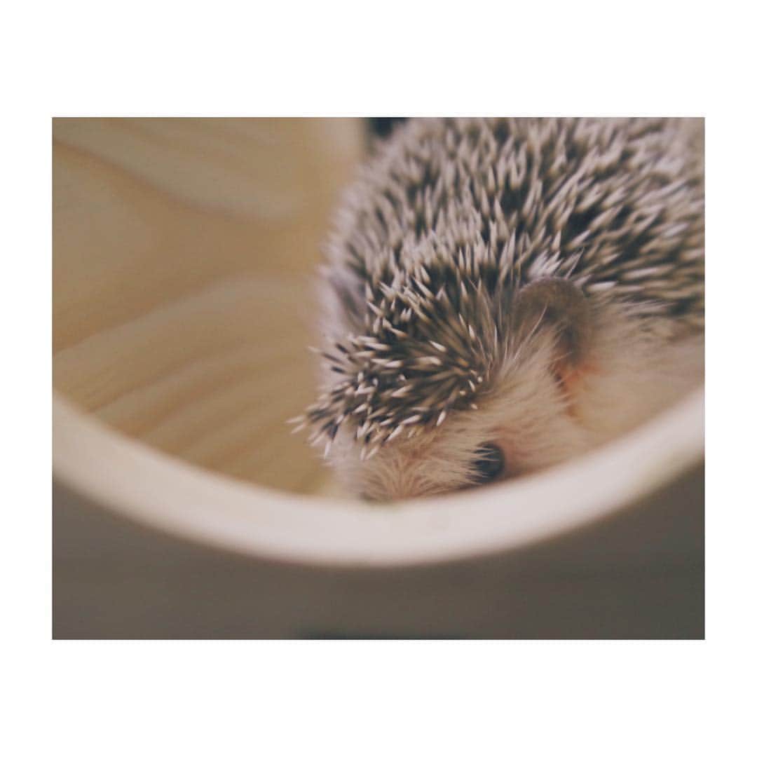 はりやま けんいちのインスタグラム：「かくれんぼなう。  #きょうけん #ハリバカ部 #hedgehog #hedgehogsofinstagram #ハリネズミ #kawaii #エキゾチックアニマル」