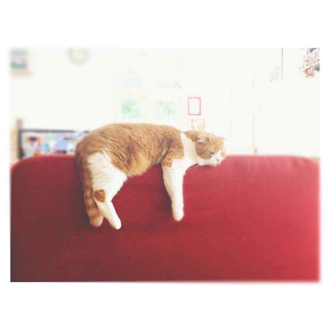 吉田知那美さんのインスタグラム写真 - (吉田知那美Instagram)「I'm jealous you maru🙄 #everydayvacation😎 ・ ・ ・ #cat #pet」8月10日 18時01分 - chinami1991