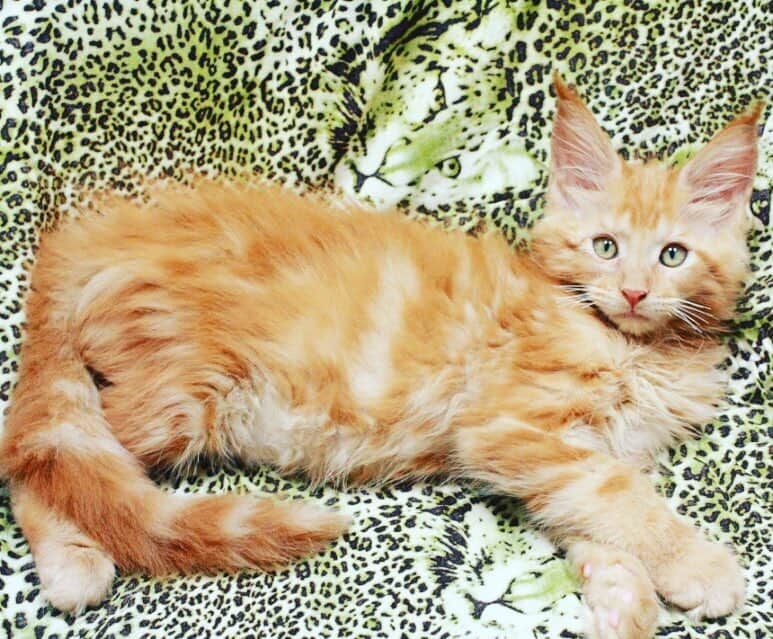 ジュノ のインスタグラム