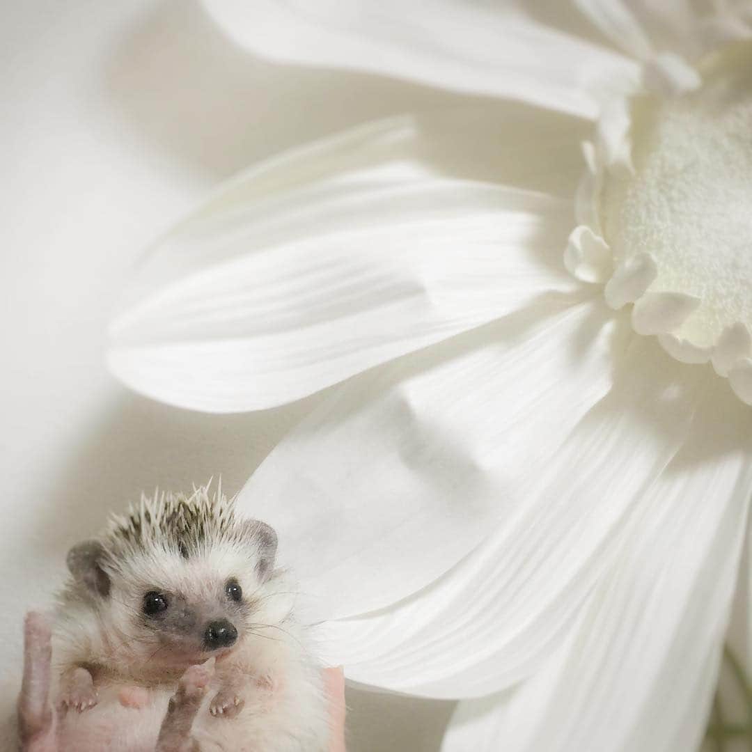 Oliver's Journeyさんのインスタグラム写真 - (Oliver's JourneyInstagram)「With flower and me #hedgehog #flowers」8月11日 21時07分 - oliver_sukiyaki