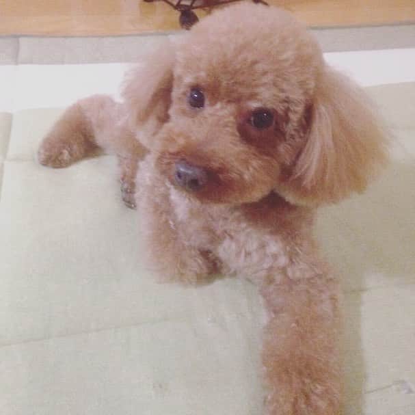 横浜流星さんのインスタグラム写真 - (横浜流星Instagram)「キラの毛をトリミングしました。夏らしくスッキリ。可愛すぎて 疲れが吹き飛ぶくらい癒されました。笑 #キラ#愛犬」8月11日 16時35分 - ryuseiyokohama_official