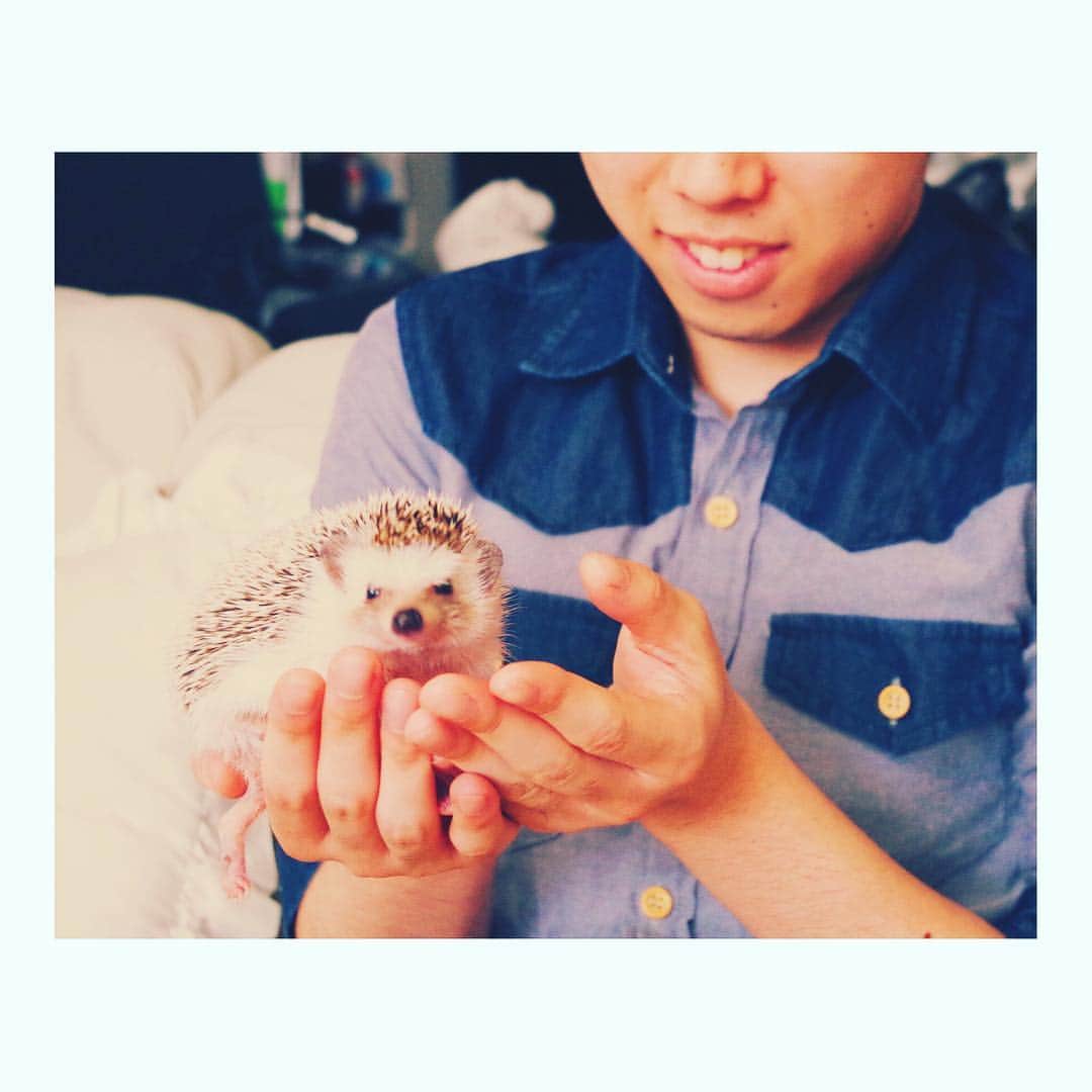 はりやま けんいちのインスタグラム：「飼い主以外に抱かれるとそんなにおとなしいのか、おまい。  #ハリネズミ #hedgehog #hedgehogsofinstagram #エキゾチックアニマル #kawaii #きょうけん #うそだろ #なんだこの敗北感」