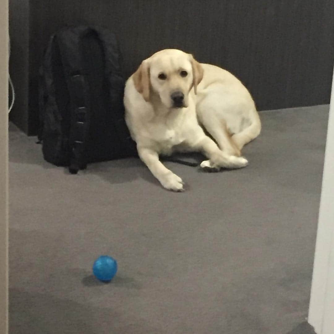 のインスタグラム：「When you miss Dad, so you lie down next to anything that has his scent. 😭  #EnglishLabrador #LabradorRetriever #labrador #labradorable #labradorlife #labradorlover #labradorpuppy #itsalabthing #ilovemylab #justlabradors #TalesOfALab #yellowlaboftheday #yellowlabrador #yellowlab #worldofmylab #worldoflabs #dogsofinstagram #keepwarm #petstagram #labradorsofinstagram #hungryforattention #dogsofinstagram #TopDogPhoto #labradoroftheday #missingdad」