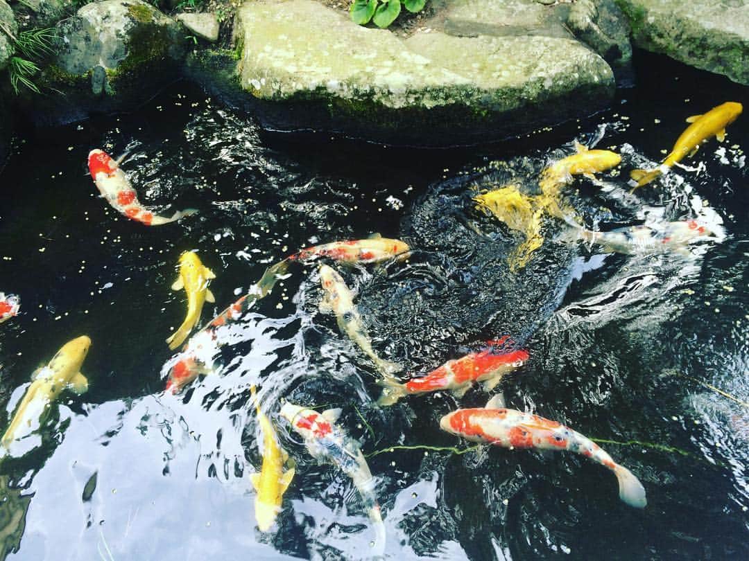 割烹旅館 海喜荘のインスタグラム：「鯉  #夏 #summer #鯉 #大分 #国東 #旅館 #japan #hotel #japanesehotel #写真好きな人と繋がりたい #写真部 #photo」