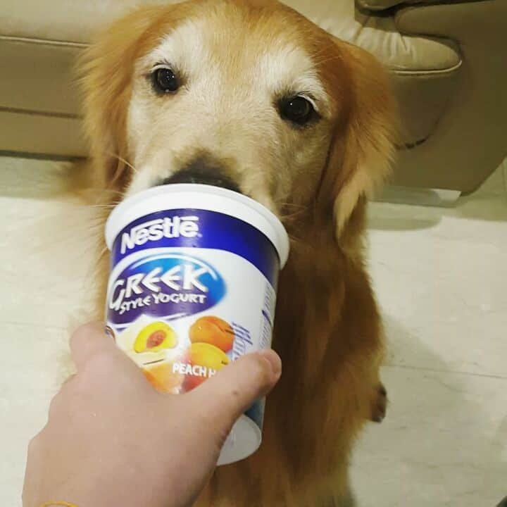 cosmothedogのインスタグラム：「More than happy to help lick the yogurt cup clean」