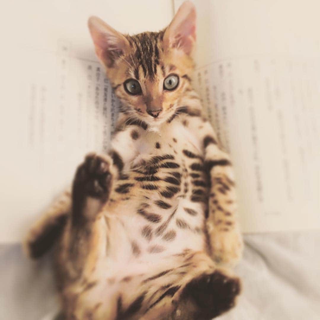 中山美穂さんのインスタグラム写真 - (中山美穂Instagram)「目の前の世界は台本と彼女とのせめぎ合い。 どちらも大切なので明日は素晴らしい日になるでしょう。  #始まりの日 #猫予報」7月23日 22時36分 - _miho_nakayama_