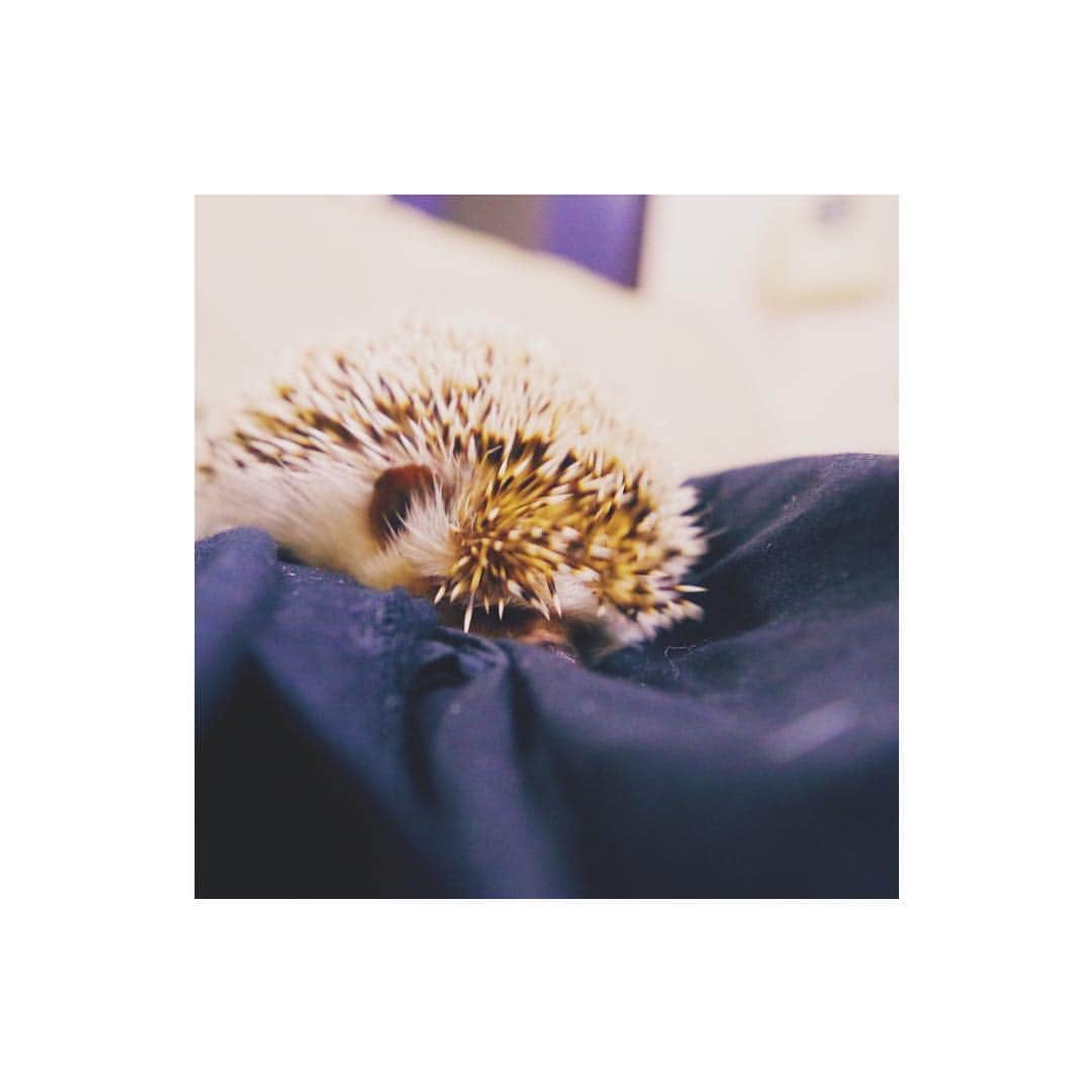 はりやま けんいちのインスタグラム：「誕生日に一眼を貰ったのダ。今日からより良い写真になるます！  #ハリネズミ #ハリネズミカフェ #kawaii #hedgehog #hedgehogsofinstagram #エキゾチックアニマル #きょうけん #小動物 #一眼レフ初心者」