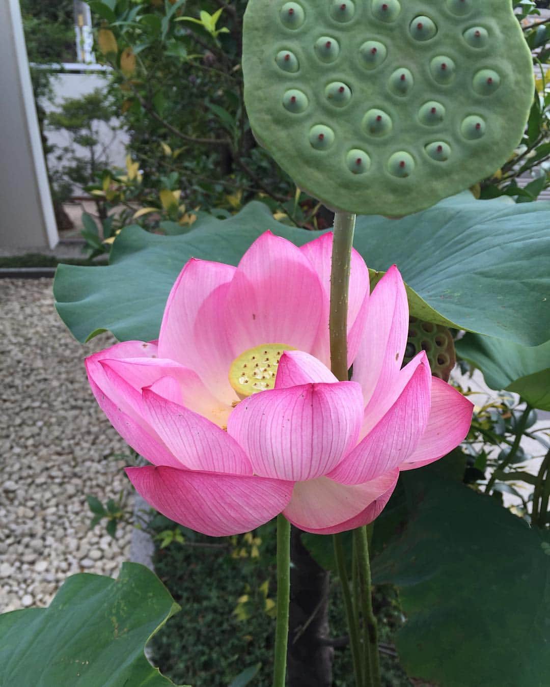 伊沢千夏のインスタグラム：「お散歩していたら#蓮の花 #きれー (⑅︎ ॣ•͈૦•͈ ॣ)꒳ᵒ꒳ᵎᵎᵎ」