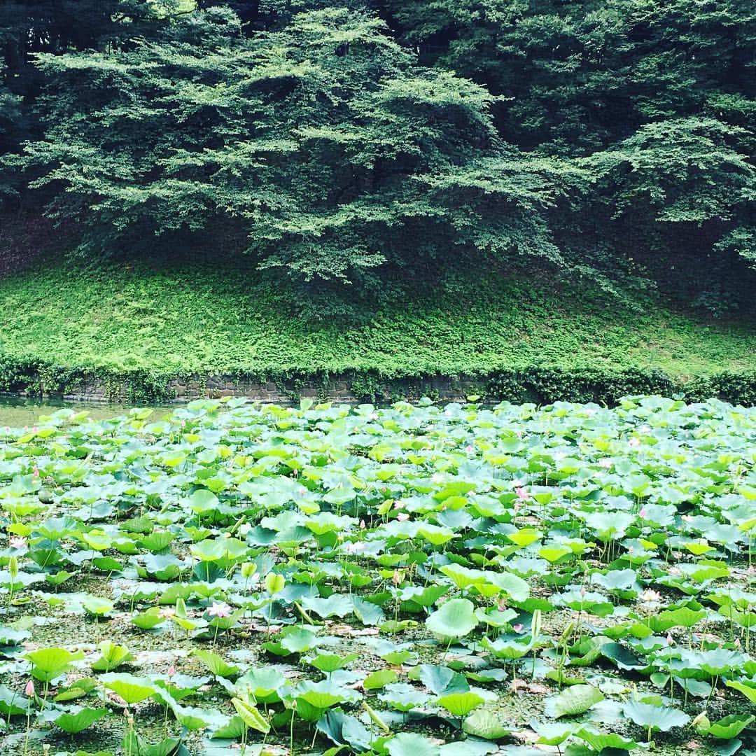 原田マハのインスタグラム：「蓮の群生。千鳥ヶ淵は、まるで日本のジヴェルニー。 #原田マハ #モネ#Monet#Giverny」