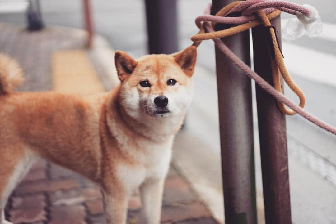 山本崇史のインスタグラム：「つぶらな瞳🐶 #sony #柴犬 #sonyalpha #sonya7 #55mm #単焦点#sonypictures」