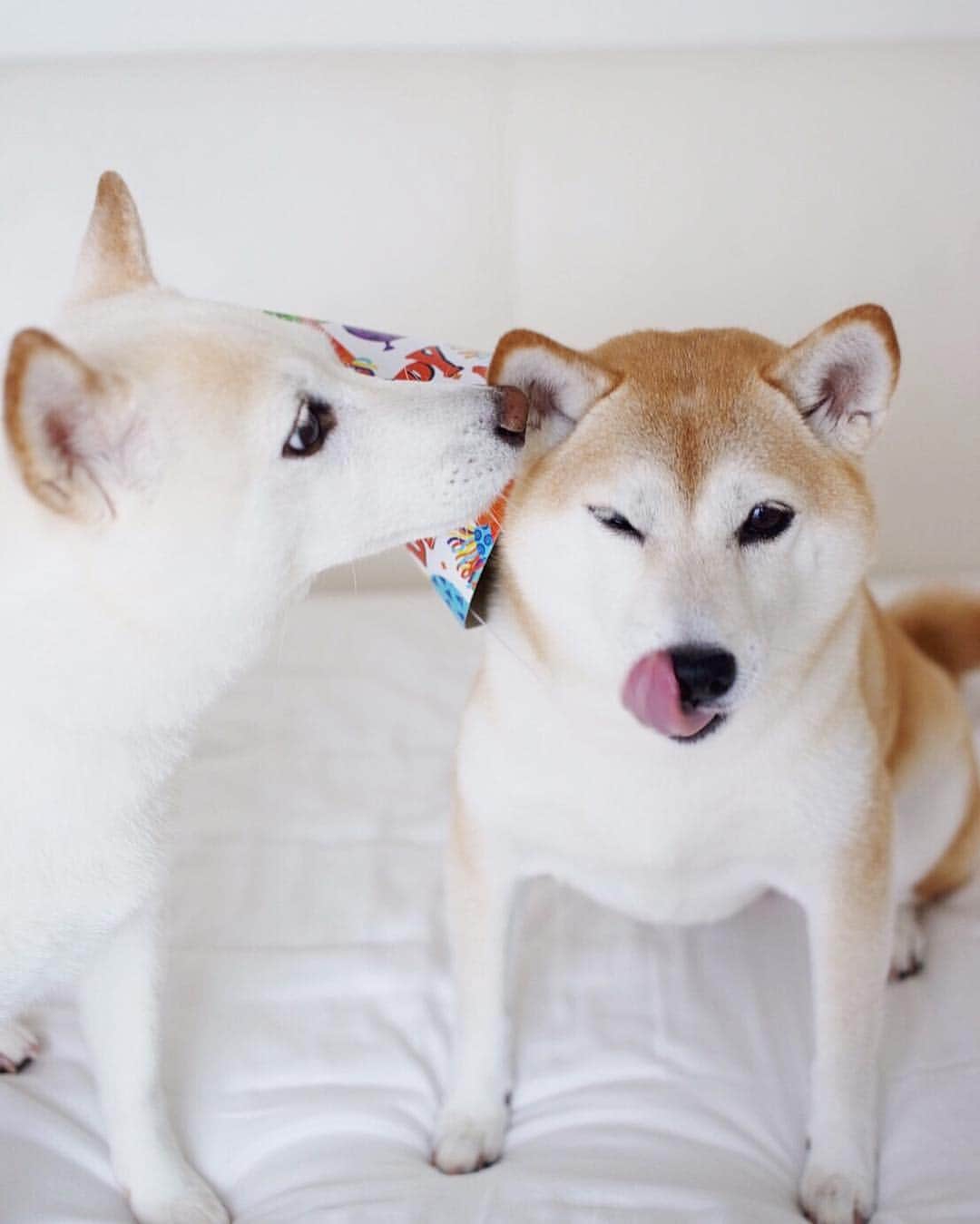 さくぽて（高垣麗子）さんのインスタグラム写真 - (さくぽて（高垣麗子）Instagram)「さくらからの祝福にウィンク😉 #sakupote #さくぽて #さくら #ぽてこ #sakura #poteko #柴犬 #しばいぬ #shiba #inu #shibainu #犬 #dog #豆柴 #love #happy #cute #happybirthday #wink」7月27日 9時16分 - sakupote3