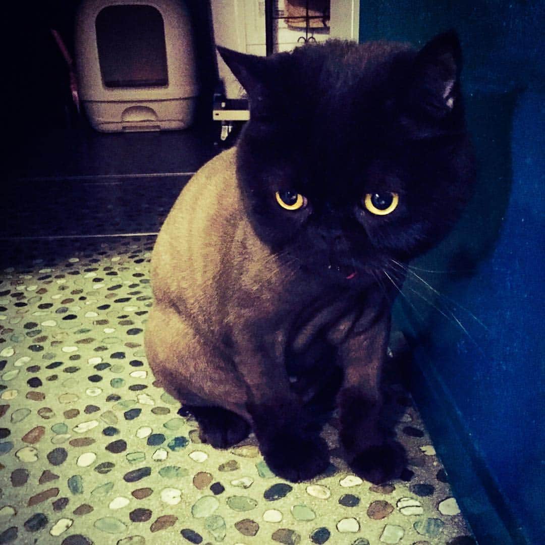LiSAさんのインスタグラム写真 - (LiSAInstagram)「ヘアメイクのたばたさんちのあられ。 #まっくろ #cat #exoticshorthair #blackcat」7月29日 0時56分 - xlisa_olivex
