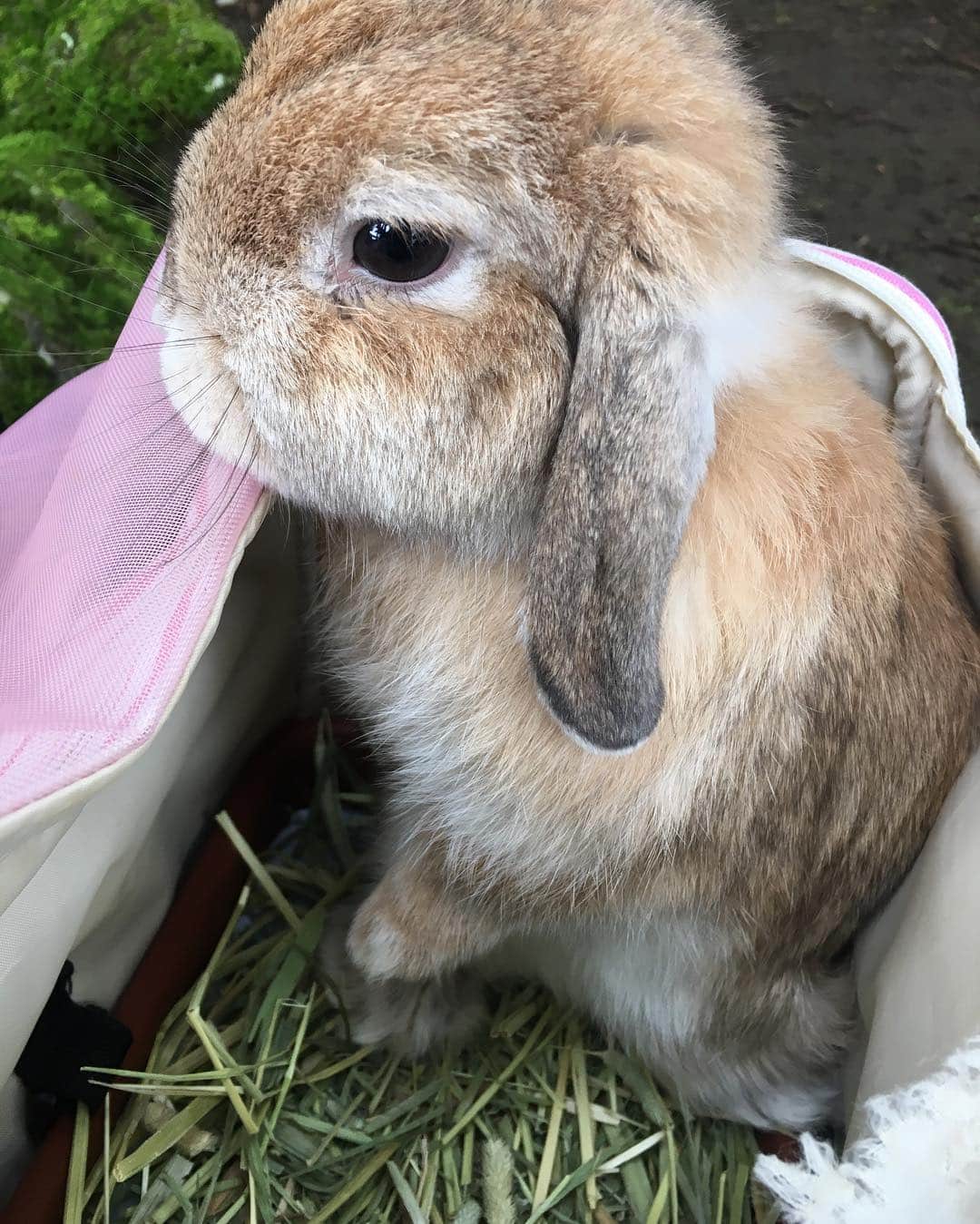 のインスタグラム：「うめ、外の様子を伺うの巻。 #うめ #hollandlop #rabbit #rabbitstagram #ホーランドロップ #うさぎ」