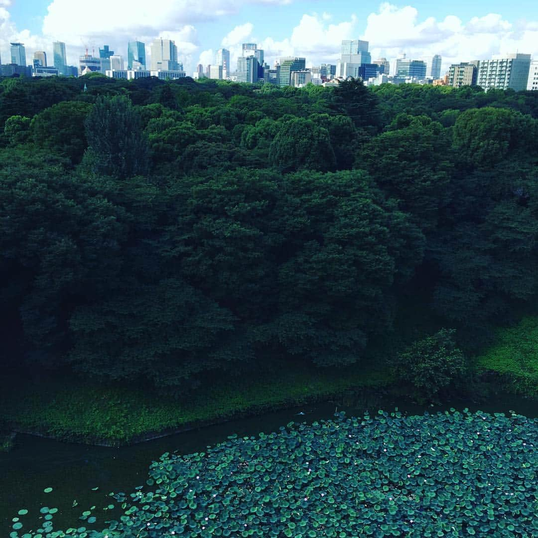 原田マハのインスタグラム：「梅雨が明け夏のいちばん初めの日。 A first summer day, Tokyo. #原田マハ #夏の日#summer day」