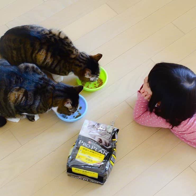 Purina Pro Plan Japanのインスタグラム：「@catdaiz さんちの大ちゃんと全ちゃんは、じ〜っと見つめられても、もくもくとお食事タイムです🐾猫ちゃんって、こうやって見てるだけでとっても幸せな気持ちにさせてくれますよね❤️ 🐈 #いつまでも一緒にいたいから #ピュリナプロプラン #ピュリナ #プロプラン #purina #ProPlan #ピュリナ最高峰のプレミアムニュートリションフード #ペットフード #キャットフード #cat #愛猫」