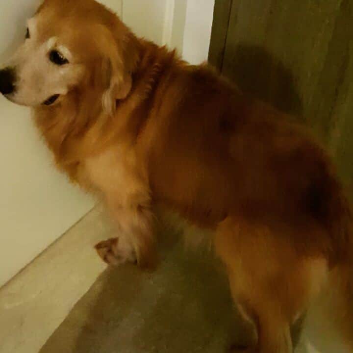 cosmothedogのインスタグラム：「Something smells good in the kitchen #dinnertime」