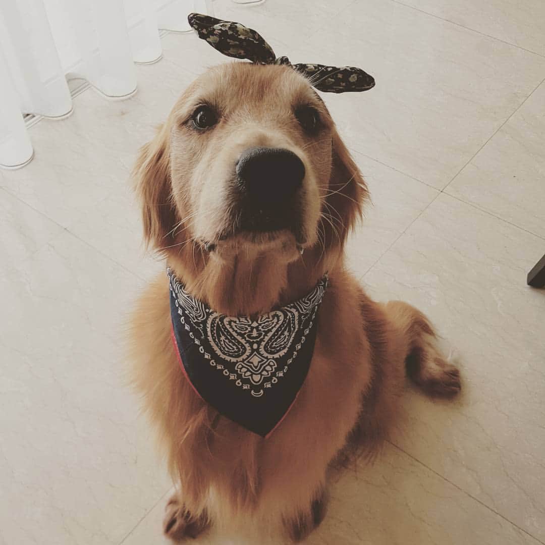 cosmothedogのインスタグラム：「This is not cool」
