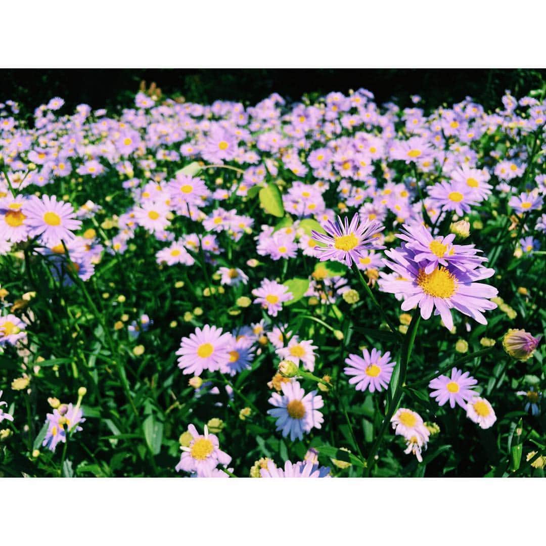 松田るかさんのインスタグラム写真 - (松田るかInstagram)「お花が綺麗なロケ地でした🌷 みんな太陽の方にちょっとだけ首を向けてて可愛かった  #flowers」7月30日 18時26分 - imrukam