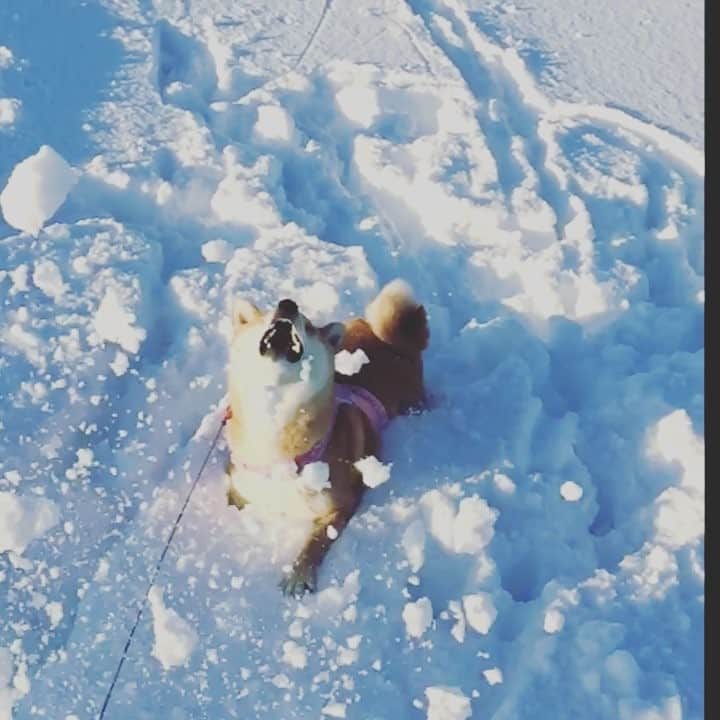 マロたんのインスタグラム：「雪遊び 梅雨明けした途端一気に夏になってもた🤔 涼しいの置いときます #ふわもこ部 #weeklyfluff #ilovemydog」